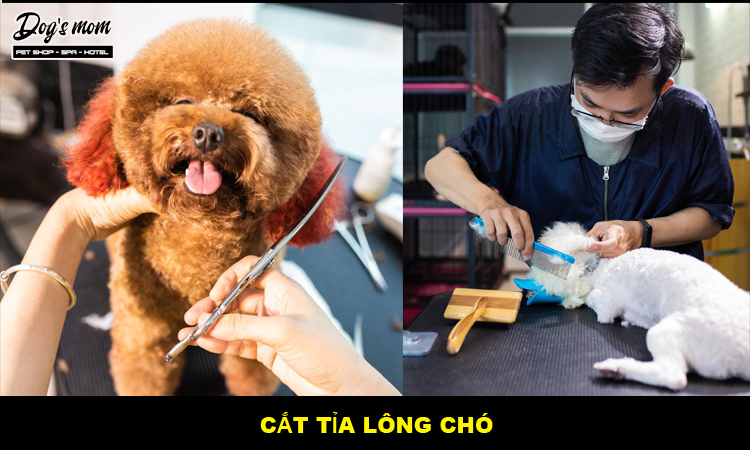 Giới thiệu về cửa hàng chăm sóc thú cưng Dogs Mom