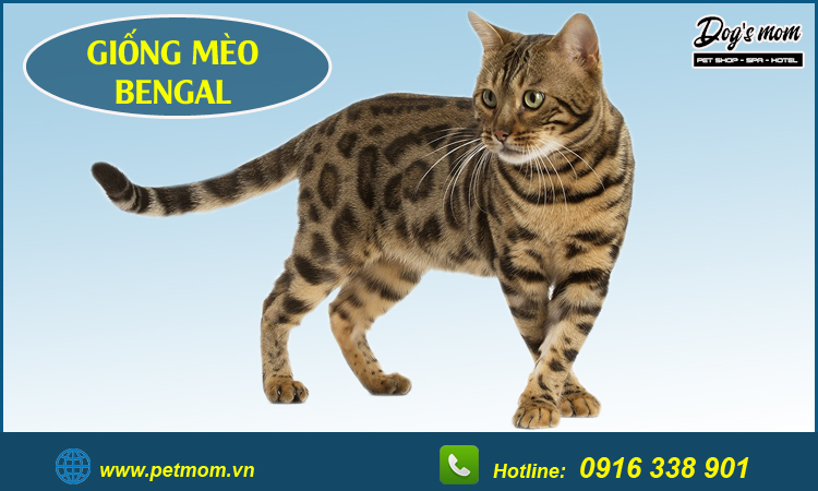 Giống mèo Bengal 