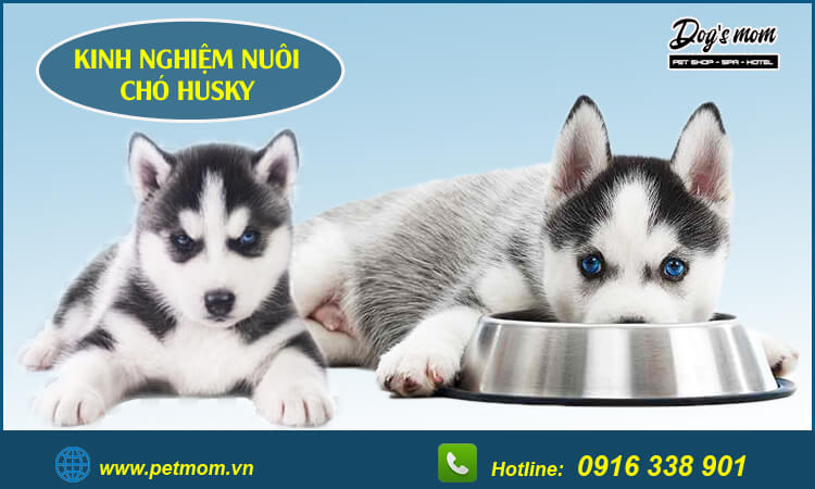 Kinh nghiệm nuôi chó husky